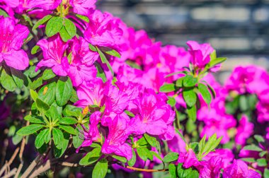 Rhododendron indicum, Japonya 'da yaşayan bir açelya Rhododendron türüdür. Kirishima-tsutsuji. Mor tonlarda güzel bir bahar çiçeği