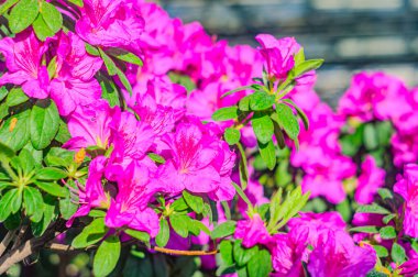 Rhododendron indicum, Japonya 'da yaşayan bir açelya Rhododendron türüdür. Kirishima-tsutsuji. Mor tonlarda güzel bir bahar çiçeği