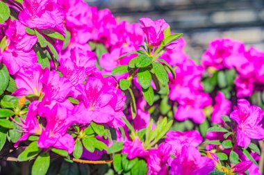 Rhododendron indicum, Japonya 'da yaşayan bir açelya Rhododendron türüdür. Kirishima-tsutsuji. Mor tonlarda güzel bir bahar çiçeği