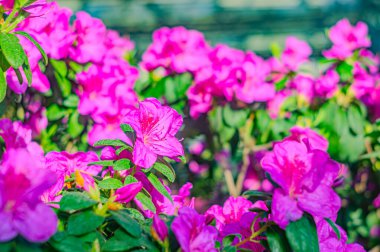 Rhododendron indicum, Japonya 'da yaşayan bir açelya Rhododendron türüdür. Kirishima-tsutsuji. Mor tonlarda güzel bir bahar çiçeği