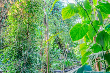Doğal yeşil yapraklar bitkileri bahar ekolojisi yeşilliği olarak kullanır. Bahçede yetişen egzotik bitkinin taze yeşil yaprağının yakından çekimi. Yeşil bitki yaprakları. Bahçedeki yeşil yaprakların doğası.