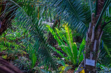 Bir parktaki palmiye kabuğunun dokusu ve ayrıntıları. Arka plan olarak tropik palmiye gövdesi. Tropik bir ormanda, bir hurma ağacının gövdesi yeşile yakın.