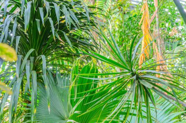 Pandanus sahilde yetişir. Pandanus 'un Pandanaceae' den Pandanus tectorius adında bir botaniği var. Pandan, çam ağacının canı cehenneme.