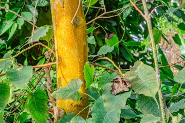 Ağustos ayında Güneydoğu Asya 'nın tropik ormanları. Asya tropikal ormanı. Ormanda ağaç gövdeleri Tropiklerde gün batımı, büyük yapraklı yeşiller