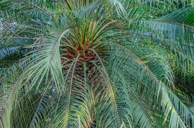 Phoenix 'in arka planı doğal parktaki yeşil yapraklar. Hurma ağacının tomurcuğundan, salkımından, yere sarkmış hurma ağacından veya bükülmüş hurma ağacından da yapılır..