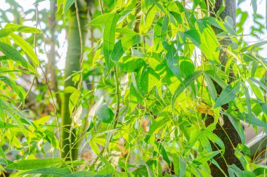 Doğal yeşil yapraklar bitkileri bahar ekolojisi yeşilliği olarak kullanır. Bahçede yetişen egzotik bitkinin taze yeşil yaprağının yakından çekimi. Yeşil bitki yaprakları. Bahçedeki yeşil yaprakların doğası.