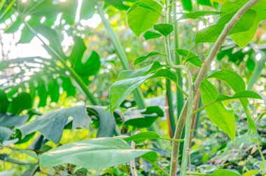 Yeşil canavar yaprağı ve yağmur damlaları. Canavara yakın, doğal bir çevrede, botanik bahçesinde.