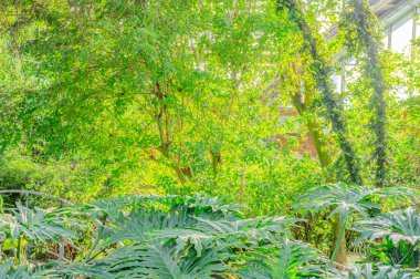 Thaumatophyllum bipinnatifidum yaygın isimler: bölünmüş yapraklı filodendron, dantelli ağaç filodendronu, selloum, at başı filodendronu. Yeşil yapraklar filodendron selloum bahçede olgun form