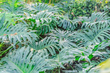 Thaumatophyllum bipinnatifidum yaygın isimler: bölünmüş yapraklı filodendron, dantelli ağaç filodendronu, selloum, at başı filodendronu. Yeşil yapraklar filodendron selloum bahçede olgun form