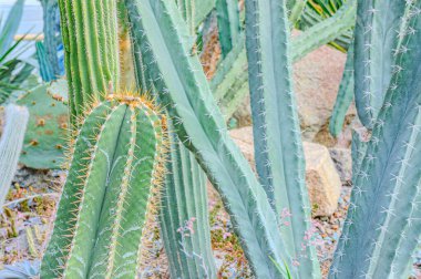 Echinopsis terscheckii, genellikle Cardon grande kaktüsü veya Arjantin saguarosu olarak bilinir, Güney Amerika 'da yetişen büyük bir kaktüstür. Lökostele terscheckii