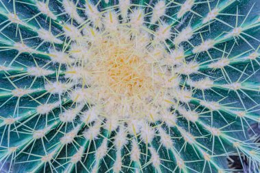 Kaktüs iğneleri yakın plan, yeşil sulu yakın çekim, canlı kaktüs dokusu, yasal doğal arka plan, detaylı kaktüs dokusu yakın plan, yeşil arka planda kaktüs iğneleri, yemyeşil renk gradyan