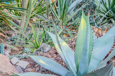 Bağışlanmış yapraklar. Asırlık bitki ya da aloe. Agave attenuata 'nın çekici glakus-gri yaprakları, Tilki Kuyruğu Ağacı, doğal çiçek arkaplanı. Manzara ekimi verimli arazi tarım tarlası tekila likörü mezcal.