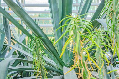 Bağışlanmış yapraklar. Asırlık bitki ya da aloe. Agave attenuata 'nın çekici glakus-gri yaprakları, Tilki Kuyruğu Ağacı, doğal çiçek arkaplanı. Manzara ekimi verimli arazi tarım tarlası tekila likörü mezcal.