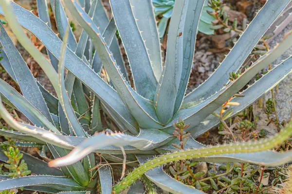 Agave leaves. Age-old plant or aloe. Attractive glaucous-gray leaves of Agave attenuata, Foxtail agave, natural floral background. Sowing landscape fertile land agave plantation tequila liquor mezcal.