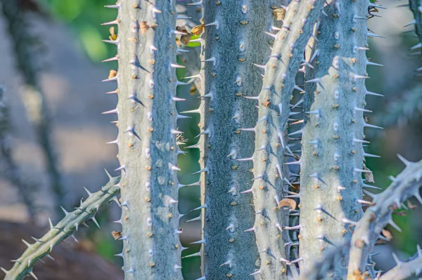 Alluaudia procera cactus - Madagaskar 'dan gelen sulu yapraklı bitki. Alluaudia procera succulent shoot in the Cactus Garden, Lanzarote, Kanarya Adaları, İspanya.