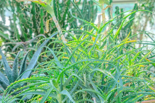 Aloe Vera tropikal yeşil bitkiler sıcak havayı hoş görürler. Yeşil yaprakların yakın çekimi, aloe vera. Aloe Vera cilt bakımı ve saç bakımı için çok kullanışlı bir bitkisel ilaçtır..