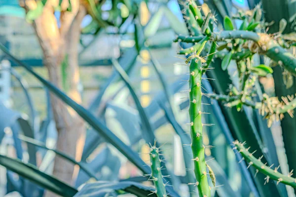 Yakın çekim sulu kaktüsler Euphorbia Aeruginosa Minyatür saguaro Tiger armudu, Opuntia aurantiaca, yaygın olarak kaplan armudu, eklem kaktüsü ya da Güney Amerika eklemli dikenli armut kaktüsü olarak bilinir.