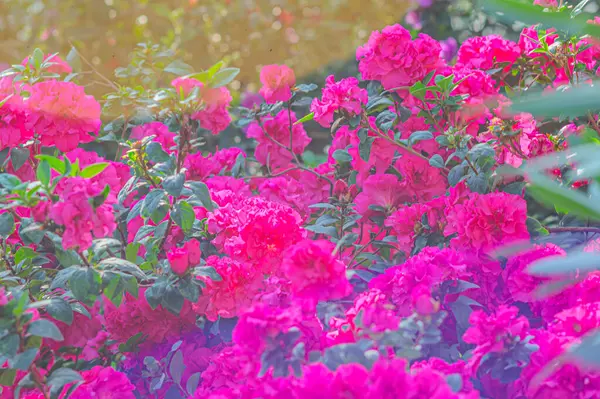 Azalea flowers with a strong red color. Blooming pink azalea flowers close up nature spring background. floral background lush fresh azalea flowers. Beautiful Rhododendron. springtime in botanical
