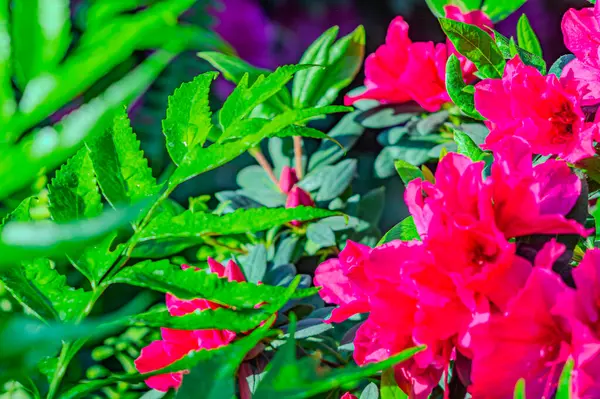 Azalea çiçekleri güçlü kırmızı bir renge sahiptir. Çiçek açan pembe açelya çiçekleri doğanın bahar arka planını kapatır. Çiçek arkaplanı taze açelya çiçekleri. Güzel Rhododendron. Botanik 'te ilkbahar