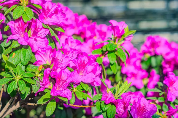 Rhododendron indicum, Japonya 'da yaşayan bir açelya Rhododendron türüdür. Kirishima-tsutsuji. Mor tonlarda güzel bir bahar çiçeği