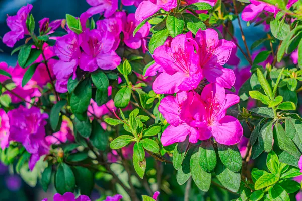 Rhododendron indicum, Japonya 'da yaşayan bir açelya Rhododendron türüdür. Kirishima-tsutsuji. Mor tonlarda güzel bir bahar çiçeği