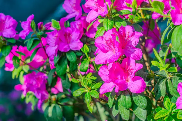 Rhododendron indicum, Japonya 'da yaşayan bir açelya Rhododendron türüdür. Kirishima-tsutsuji. Mor tonlarda güzel bir bahar çiçeği