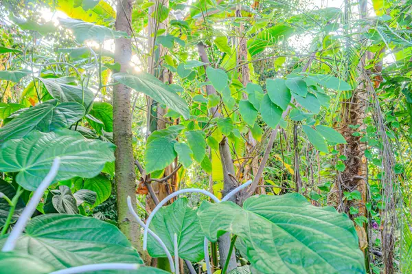 Doğal yeşil yapraklar bitkileri bahar ekolojisi yeşilliği olarak kullanır. Bahçede yetişen egzotik bitkinin taze yeşil yaprağının yakından çekimi. Yeşil bitki yaprakları. Bahçedeki yeşil yaprakların doğası.