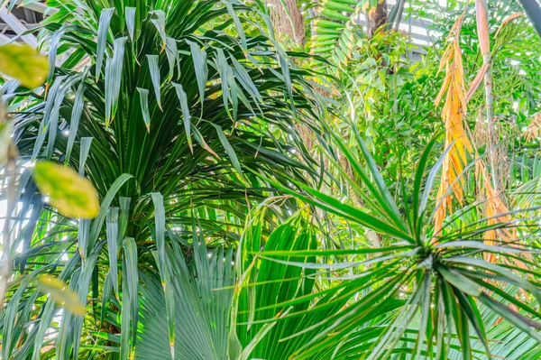 Pandanus sahilde yetişir. Pandanus 'un Pandanaceae' den Pandanus tectorius adında bir botaniği var. Pandan, çam ağacının canı cehenneme.