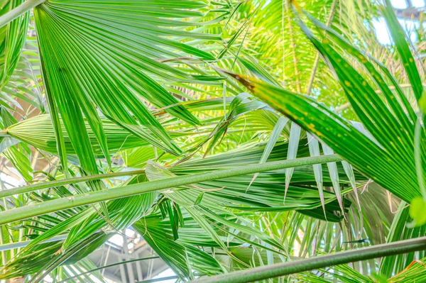 Pandanus sahilde yetişir. Pandanus 'un Pandanaceae' den Pandanus tectorius adında bir botaniği var. Pandan, çam ağacının canı cehenneme.