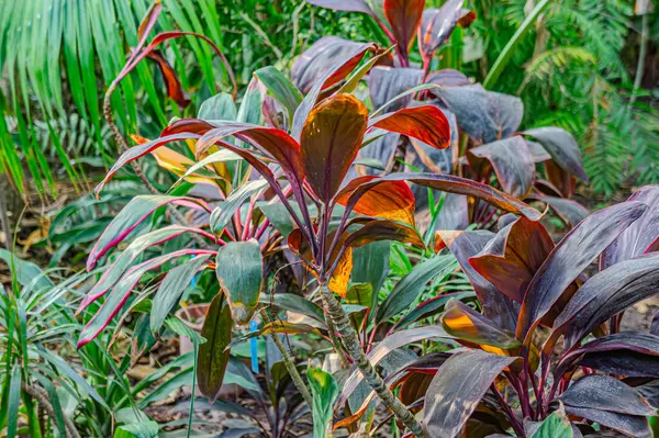 Geniş yapraklı palmiye, çimen, doğa, güzel, doğal, Ti bitkisi veya Cordyline fruticosa kabızlığa çare olarak