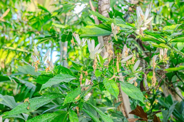 Doğal yeşil yapraklar bitkileri bahar ekolojisi yeşilliği olarak kullanır. Bahçede yetişen egzotik bitkinin taze yeşil yaprağının yakından çekimi. Yeşil bitki yaprakları. Bahçedeki yeşil yaprakların doğası.