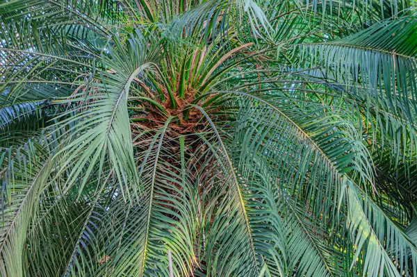 Phoenix 'in arka planı doğal parktaki yeşil yapraklar. Hurma ağacının tomurcuğundan, salkımından, yere sarkmış hurma ağacından veya bükülmüş hurma ağacından da yapılır..
