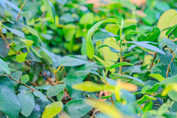 Natural green leaves plants using as spring ecology greenery. Closeup shot of fresh green leaf of exotic plant growing in garden. Green plant leaves. The nature of green leaves in the garden in summer