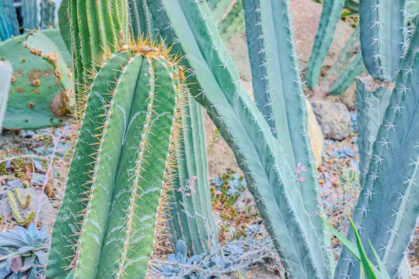 Echinopsis terscheckii, genellikle Cardon grande kaktüsü veya Arjantin saguarosu olarak bilinir, Güney Amerika 'da yetişen büyük bir kaktüstür. Lökostele terscheckii