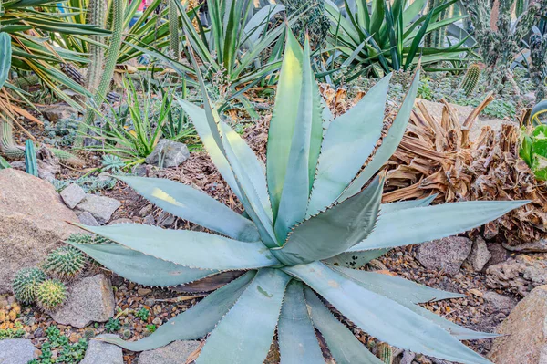Bağışlanmış yapraklar. Asırlık bitki ya da aloe. Agave attenuata 'nın çekici glakus-gri yaprakları, Tilki Kuyruğu Ağacı, doğal çiçek arkaplanı. Manzara ekimi verimli arazi tarım tarlası tekila likörü mezcal.