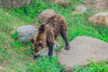 Vahşi Kahverengi Ayı Ursus Arctos yaz ormanında. Doğal ortamda bir hayvan. Vahşi yaşam sahnesi. Ormanda, genç ayı.