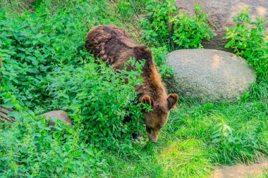 Vahşi Kahverengi Ayı Ursus Arctos yaz ormanında. Doğal ortamda bir hayvan. Vahşi yaşam sahnesi. Ormanda, genç ayı.