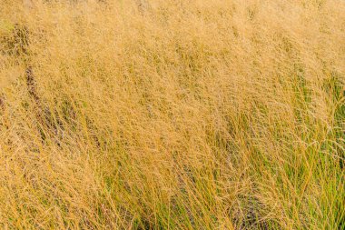 Bahçedeki çimenler kuru ve ölü. Böcekler, hastalıklar ve güneş yeşil çimlerde hasara yol açar. Bahçe düzenlenmiş Resmi Bahçe. Çimlerin kötü durumda ve bakımına ihtiyacı var..