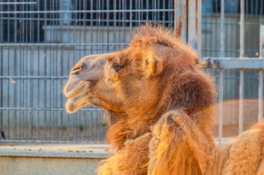 Çift hörgüçlü devenin yakın plan portresi. Deve bir çöl hayvanıdır. dromedary veya Arap devesi