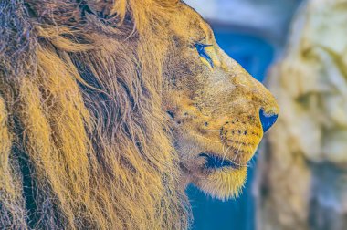 Bir aslanın fevkalade güzel portresi. Aslan portresi. Aslan Suratlı Aslan Görünüşlü