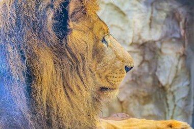 Bir aslanın fevkalade güzel portresi. Aslan portresi. Aslan Suratlı Aslan Görünüşlü