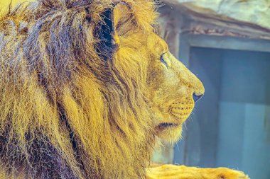 Bir aslanın fevkalade güzel portresi. Aslan portresi. Aslan Suratlı Aslan Görünüşlü