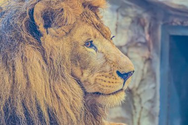 Aslan portresi. Aslan Surat Portresi, Aslan Portresi Yüzü, Aslan Görünümü Portresi