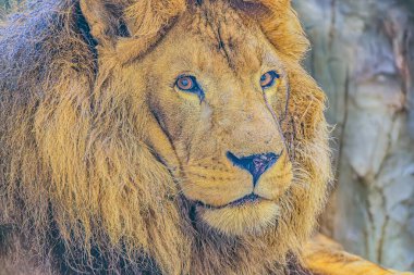 Aslan portresi. Aslan Surat Portresi, Aslan Portresi Yüzü, Aslan Görünümü Portresi