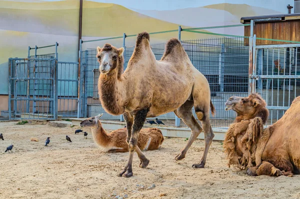 Close-up portrait of a double-humped camel. camel is a pack desert animal. dromedary or arabian camel