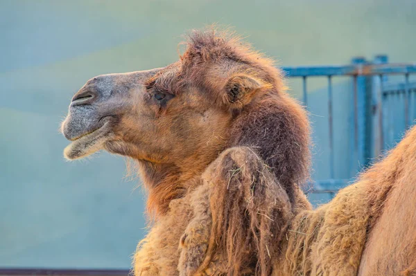 Close-up portrait of a double-humped camel. camel is a pack desert animal. dromedary or arabian camel