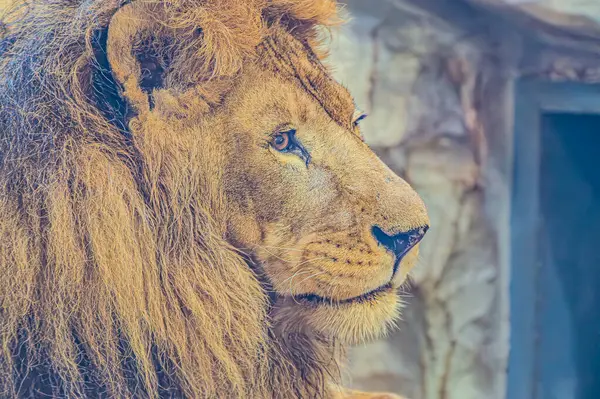 Aslan portresi. Aslan Surat Portresi, Aslan Portresi Yüzü, Aslan Görünümü Portresi