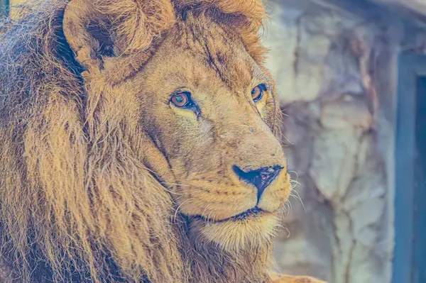 Aslan portresi. Aslan Surat Portresi, Aslan Portresi Yüzü, Aslan Görünümü Portresi