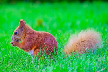 Parktaki yeşil çimlerde bir sincap, Kızıl Kuyruk. Şehir yaban hayatı. Kuzey Amerika 'daki en büyük ağaç sincabı türü. Önünde Avrasya kızıl sincabı portresi.