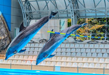 İki yunus aynı anda mavi gökyüzüne karşı sudan atladı. Yunusların sıçrayışı. İki yunus bir havuzda birlikte sıçrıyorlar. Yere indiklerinde bir sıçrama yaratıyorlar. Kharkiv Ukrayna 05-05-2023